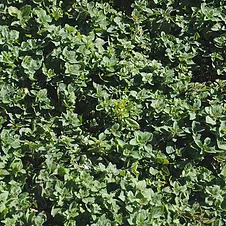 Η Ριγανή μας Εικόνα